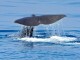 Pelagos: the cetacean sanctuary